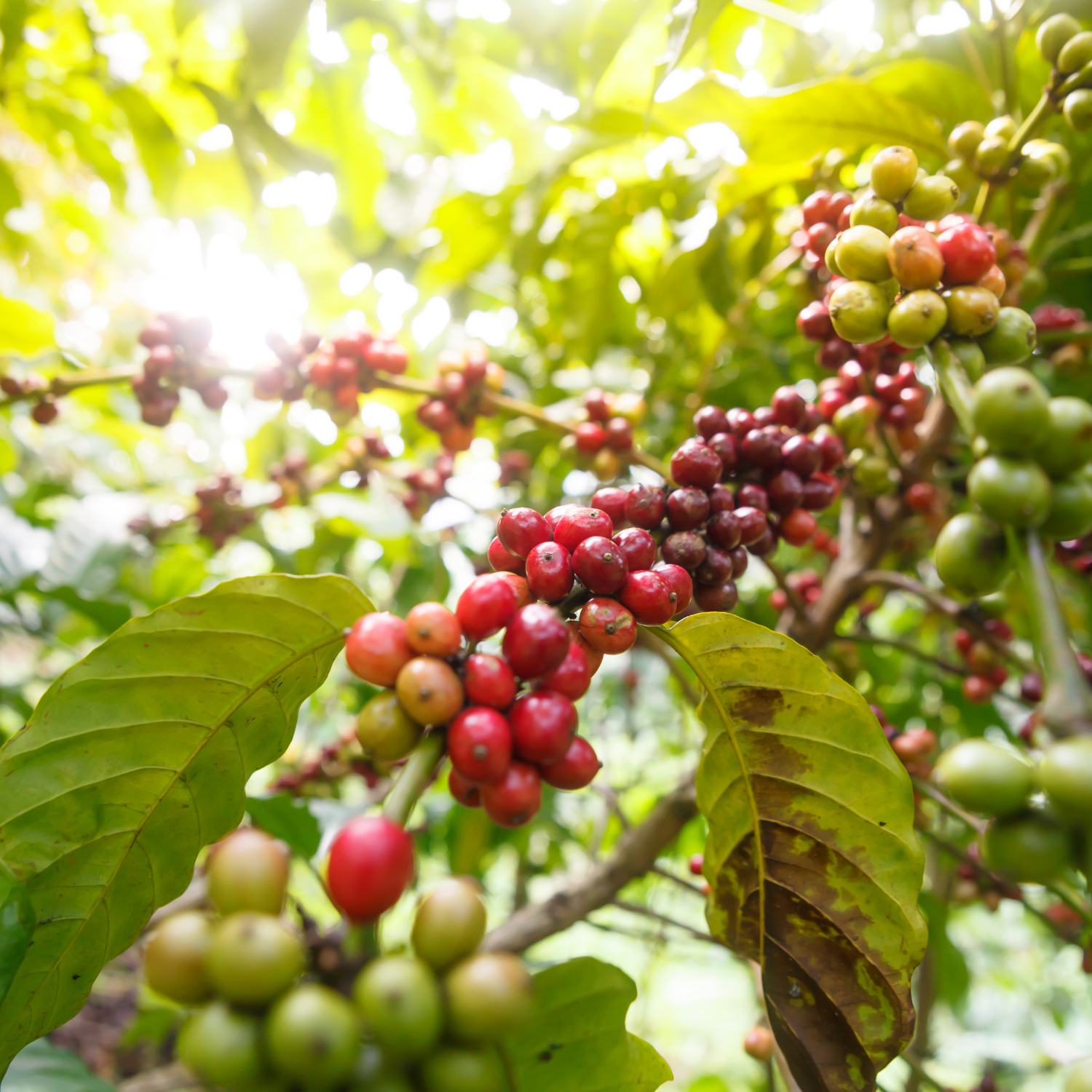 Speciality Coffee Growing on a Farm in a Coffee Plant