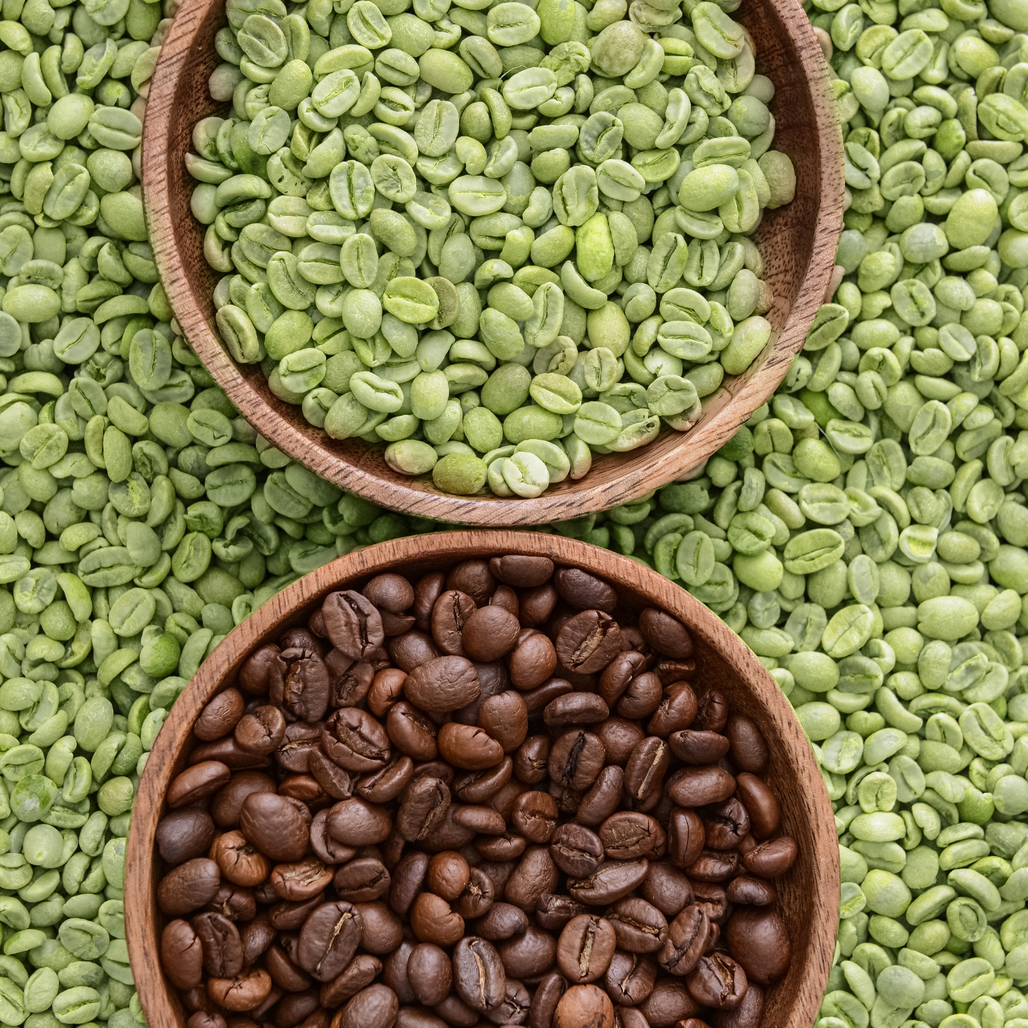 Two bowls of green and freshly roasted coffee to highlight the difference before and after roasting.