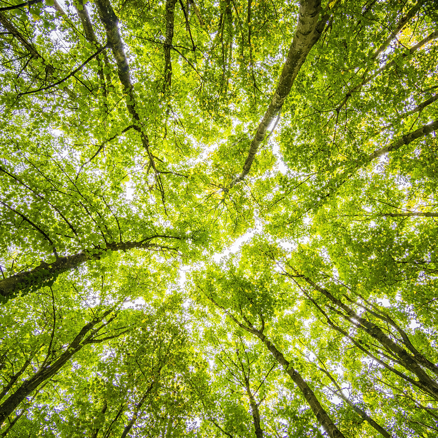 Bright trees representing the future of Low-Carbon Coffee