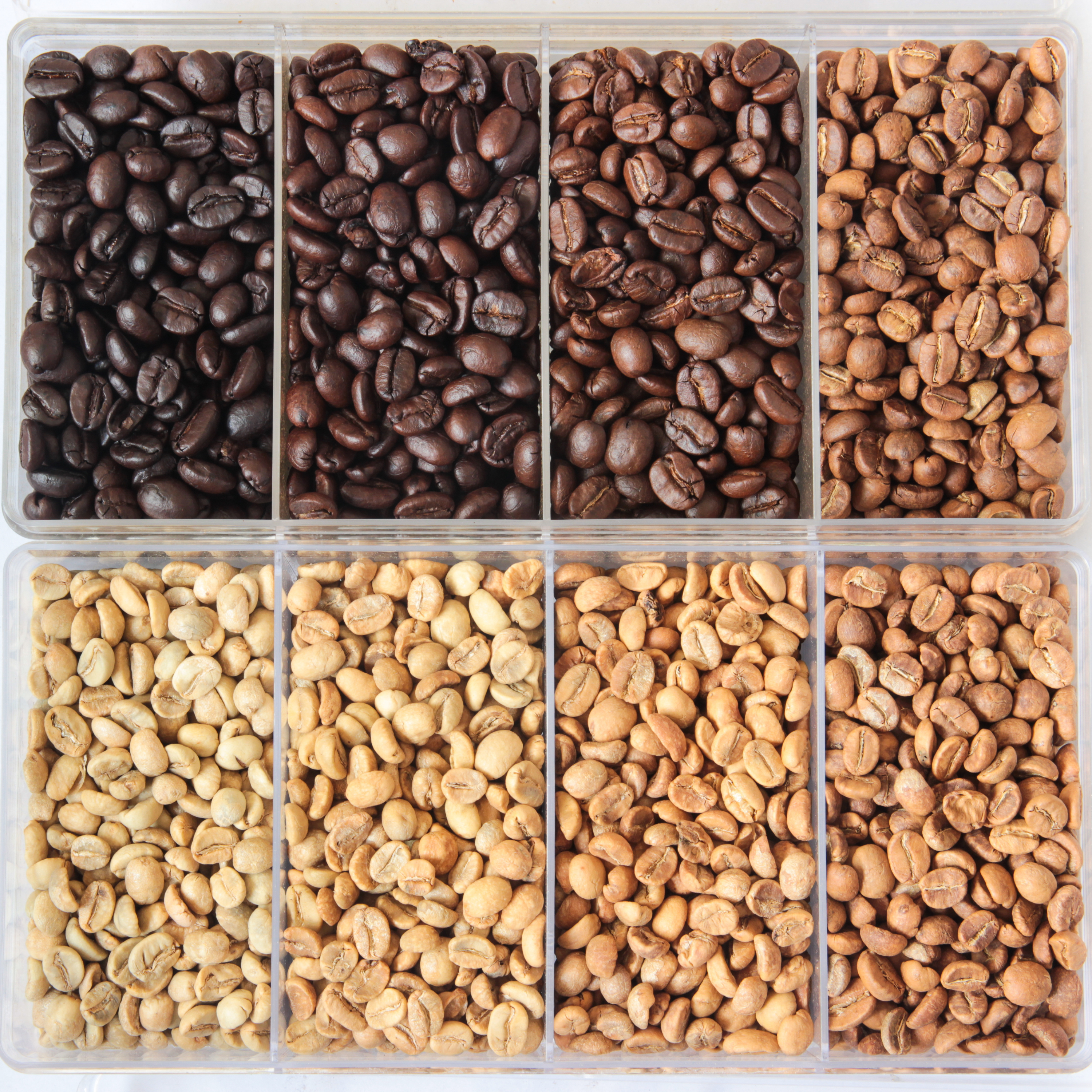 Freshly roasted coffee beans displayed at different roasting levels: Light, medium, and dark roast single-origin coffee beans