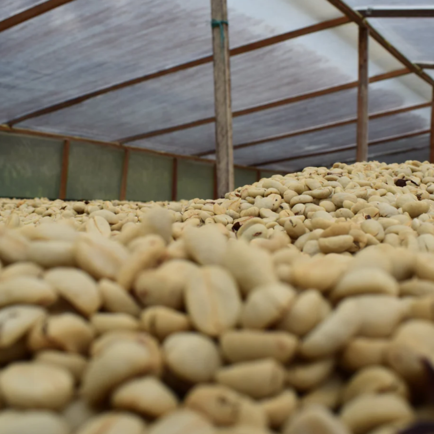 Close up image of the Single Origin Decaf Carved Molasses coffee beans from a Colombian farm, destined for Filter, Espresso, and Speciality Coffee Online.