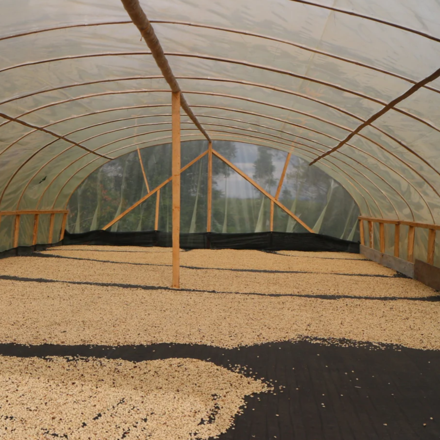 Scenic view of the Colombian farm where Chiseled Cherry Single Origin Coffee Beans are grown, destined for Filter Coffee.
