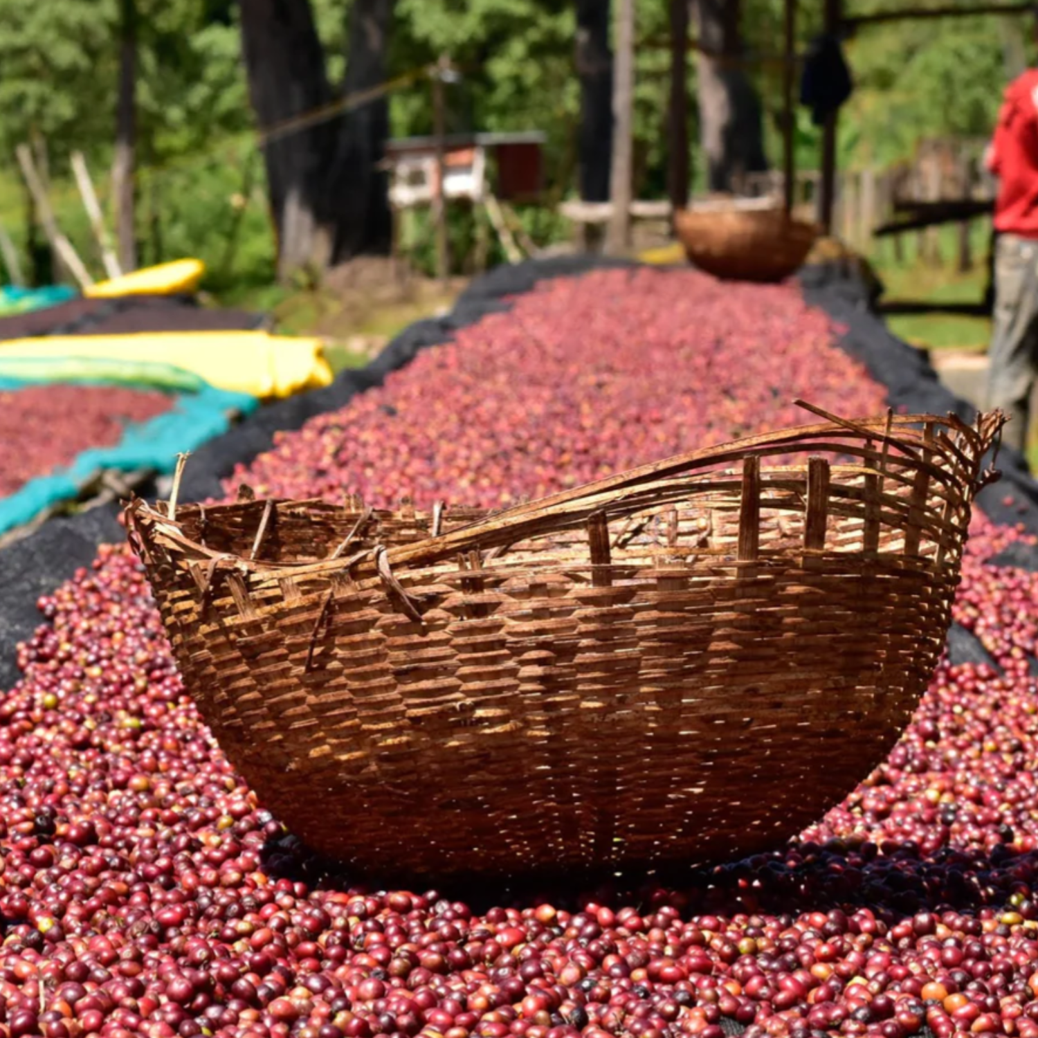 View of the high-altitude farm in West Arsi, Ethiopia, where Wheel-Thrown Jam Single Origin Coffee thrives—suited for Filter or Espresso. Get this Speciality Coffee Online.